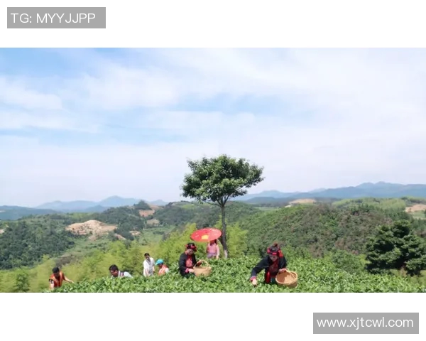 张芳独家分享网球技巧与心得助你提升球技的完美指南